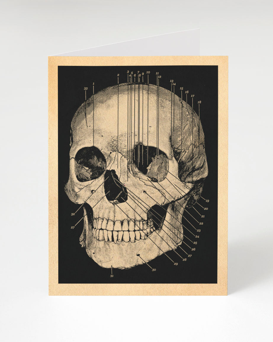 A Human Skull Card with an illustration of a skull by Cognitive Surplus.