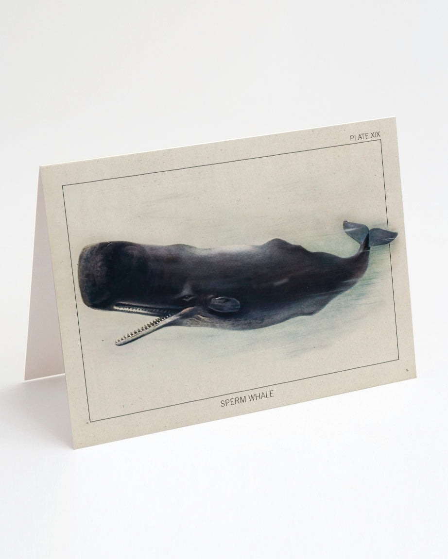 An illustration of a Sperm Whale on a Cognitive Surplus greeting card.