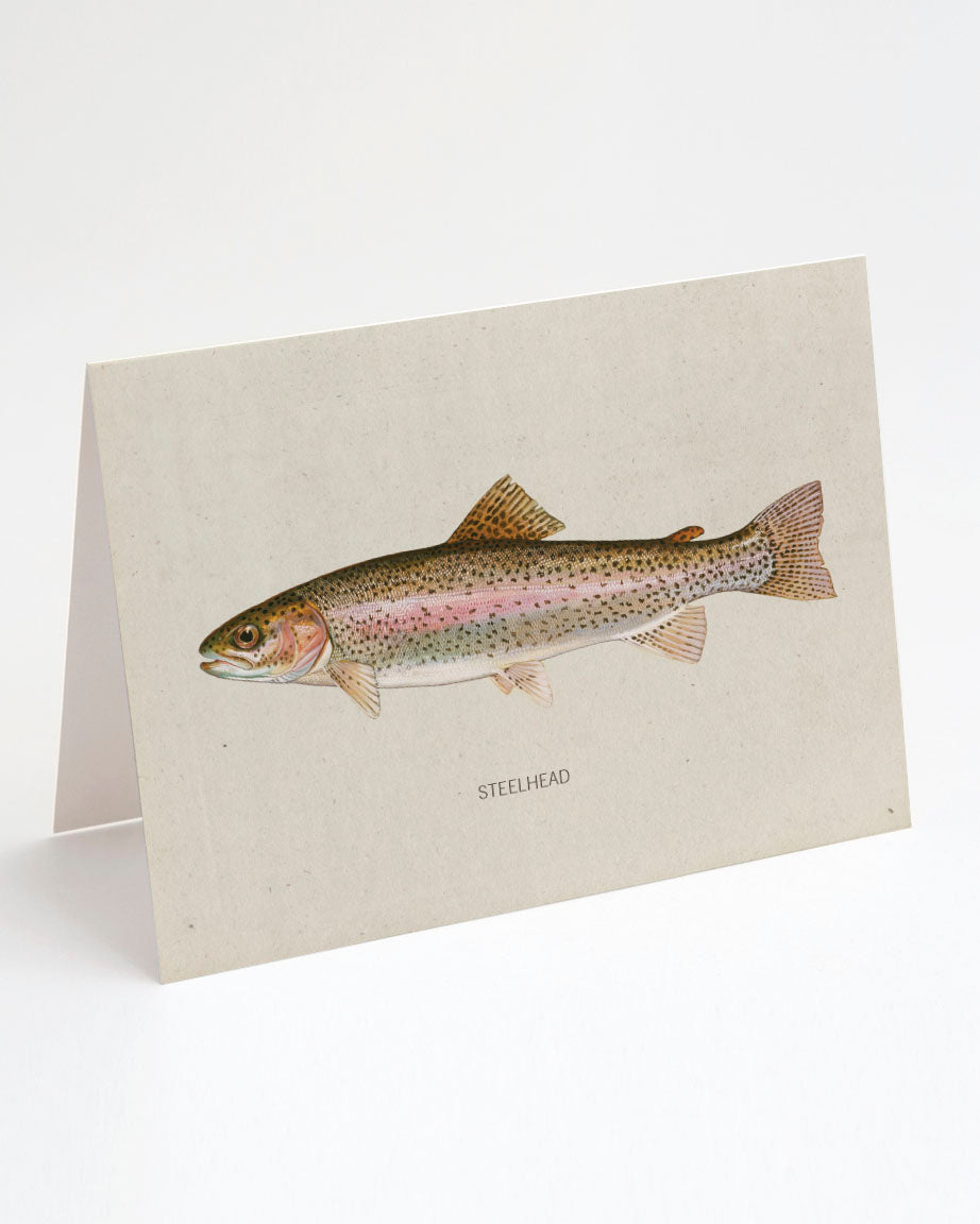 A Steelhead Trout Greeting Card with an illustration of a rainbow trout, made by Cognitive Surplus.
