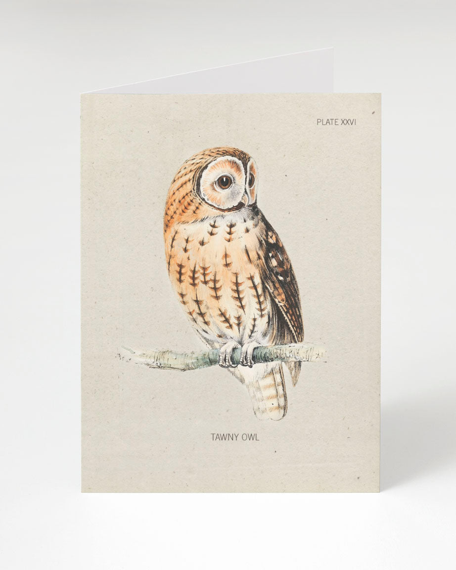 An illustration of a Tawny Owl Bird Greeting Card, created by Cognitive Surplus, sitting on a branch.