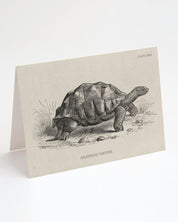 A Cognitive Surplus Tortoise Greeting Card with an illustration of a tortoise on it.