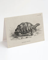 Tortoise Greeting Card