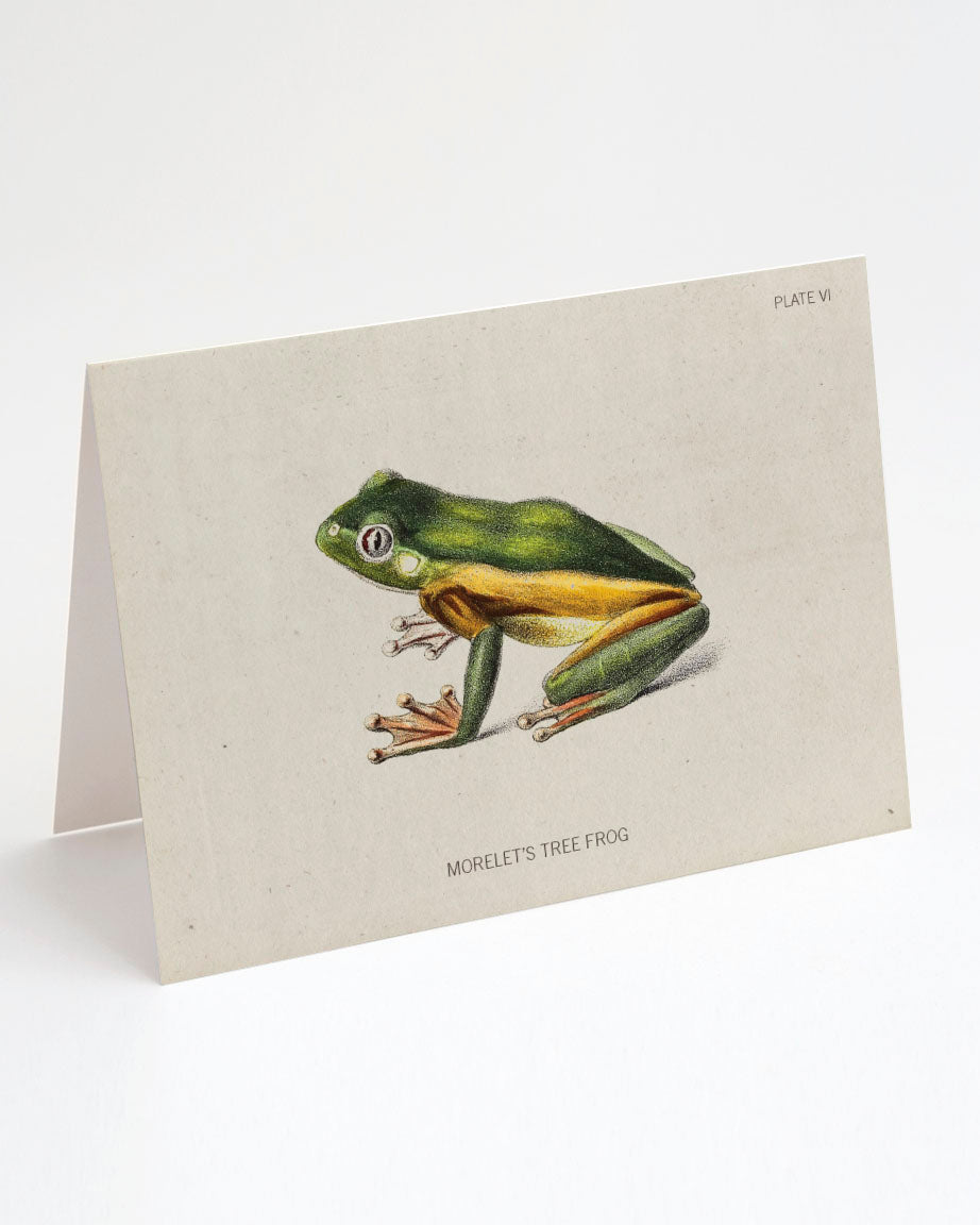 A card with a green and yellow frog on it.