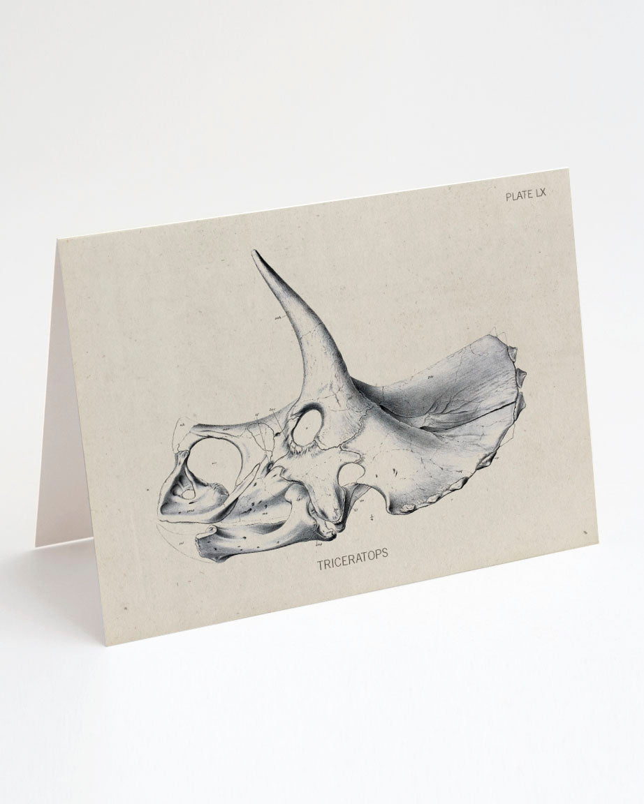 A black and white drawing of a Triceratops Fossil Card by Cognitive Surplus on a white background.