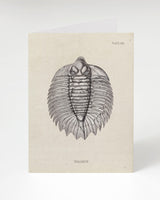 Trilobite Fossil Card