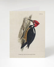An illustration of a Cognitive Surplus Woodpecker Greeting Card perched on a branch.