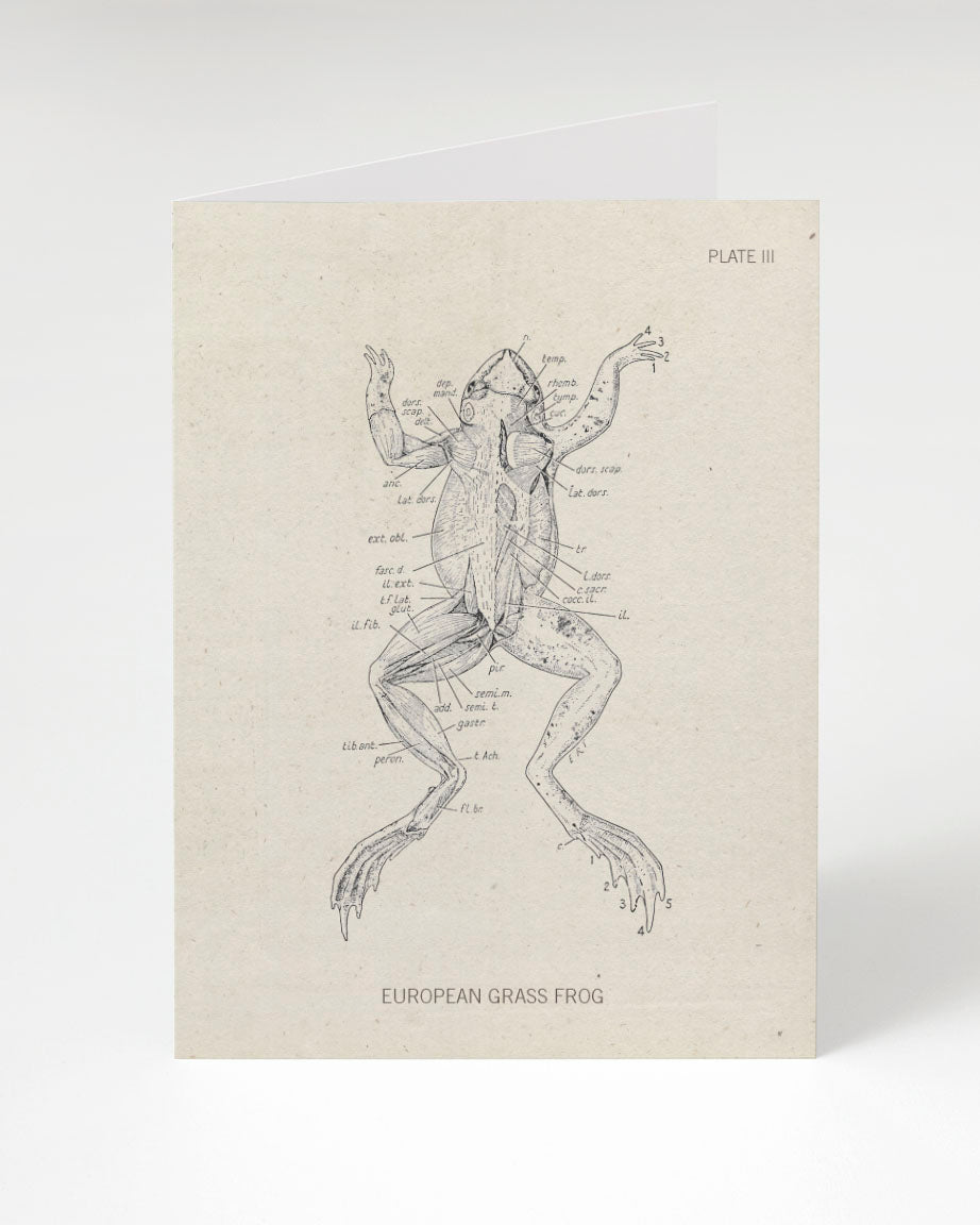 Anatomy of a Frog Dissection Card by Cognitive Surplus.