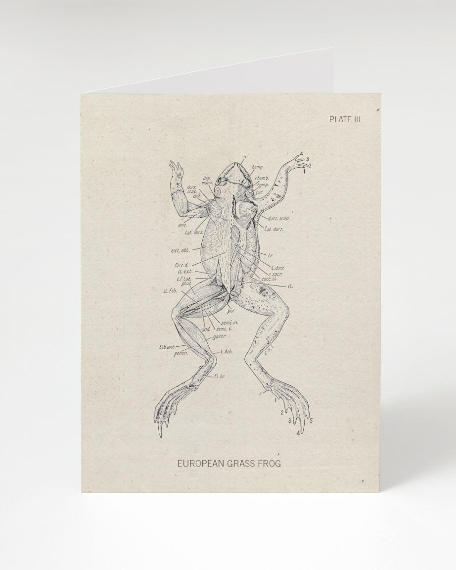 Frog Dissection Card - Biology Stationery | Cognitive Surplus