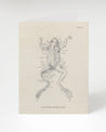 Frog Dissection Card - Biology Stationery | Cognitive Surplus