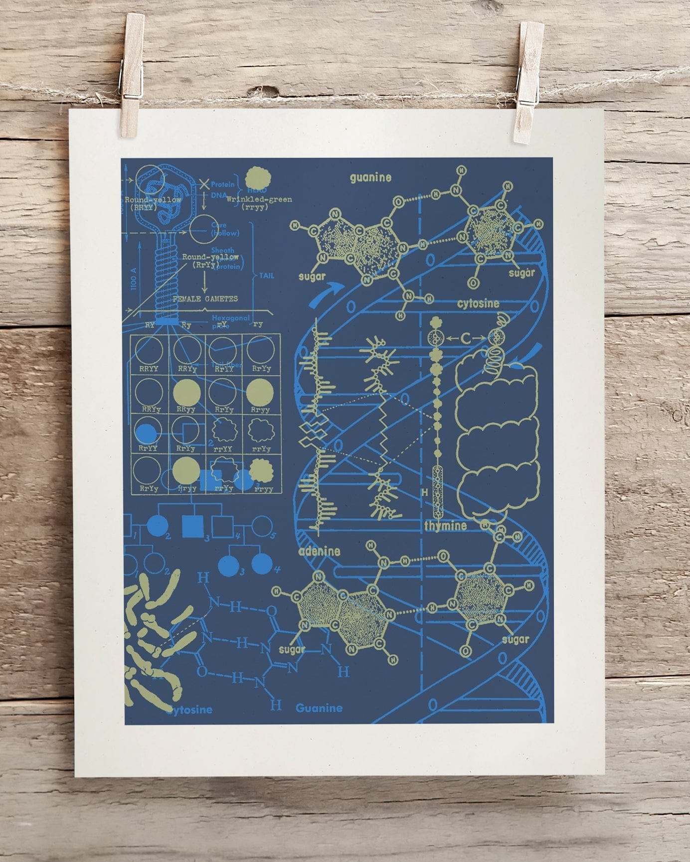 Genetics: DNA Museum Print Cognitive Surplus