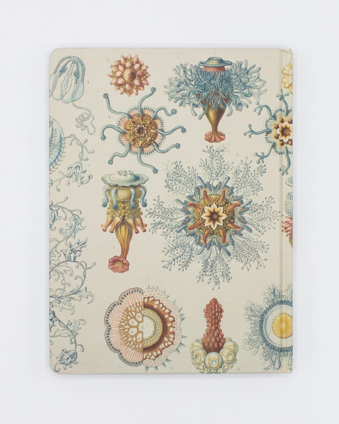 Haeckel Jellyfish Hardcover - Blank Cognitive Surplus