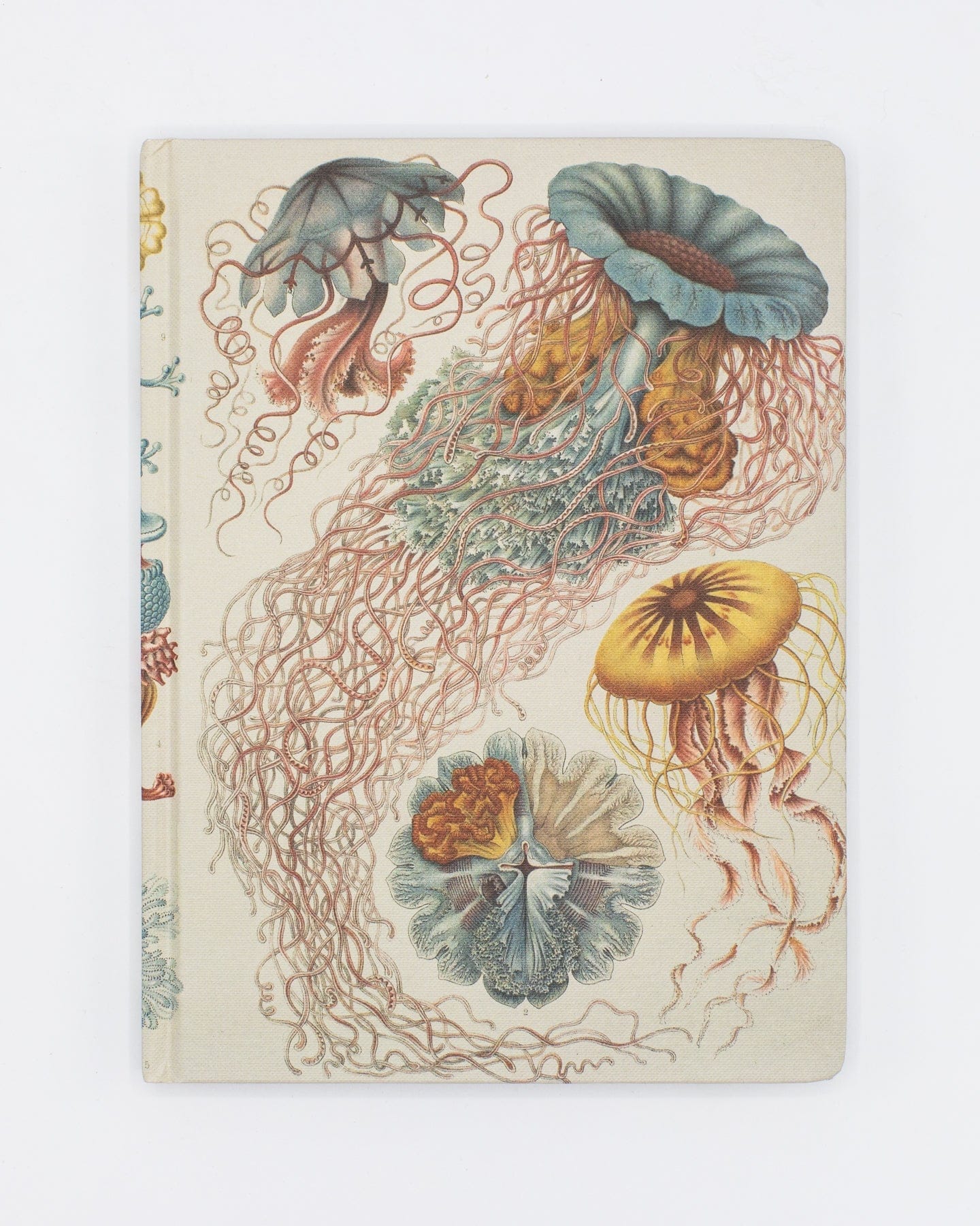 Haeckel Jellyfish Hardcover - Lined/Grid Cognitive Surplus
