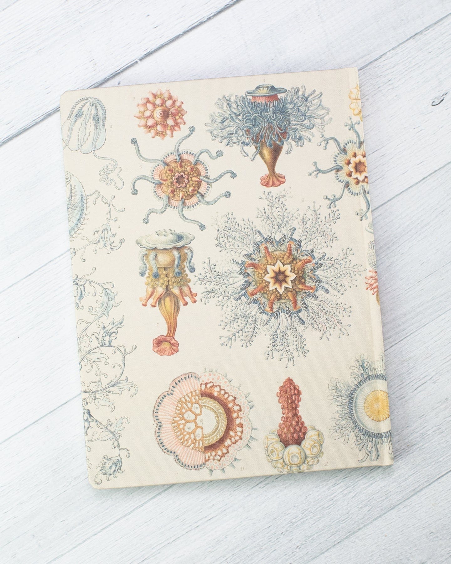 Haeckel Jellyfish Hardcover - Lined/Grid Cognitive Surplus