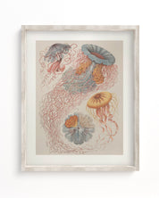 Haeckel Jellyfish Museum Print Cognitive Surplus