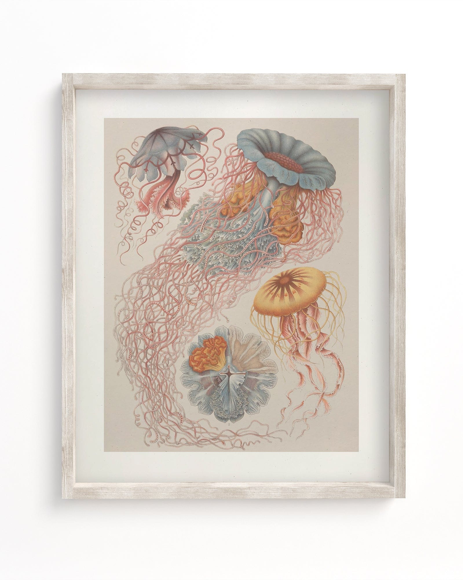 Estampe d'art Méduse Haeckel dans cadre en chêne par Dybdahl Co.