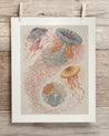 Haeckel Jellyfish Museum Print Cognitive Surplus