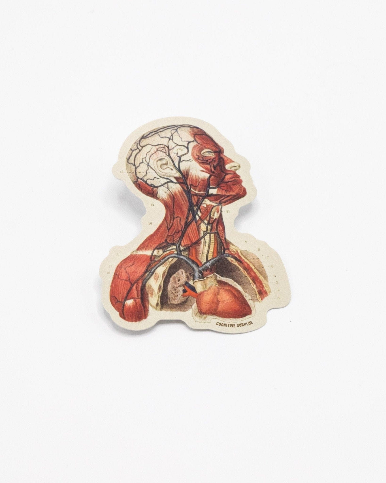 Head Anatomy Sticker Cognitive Surplus