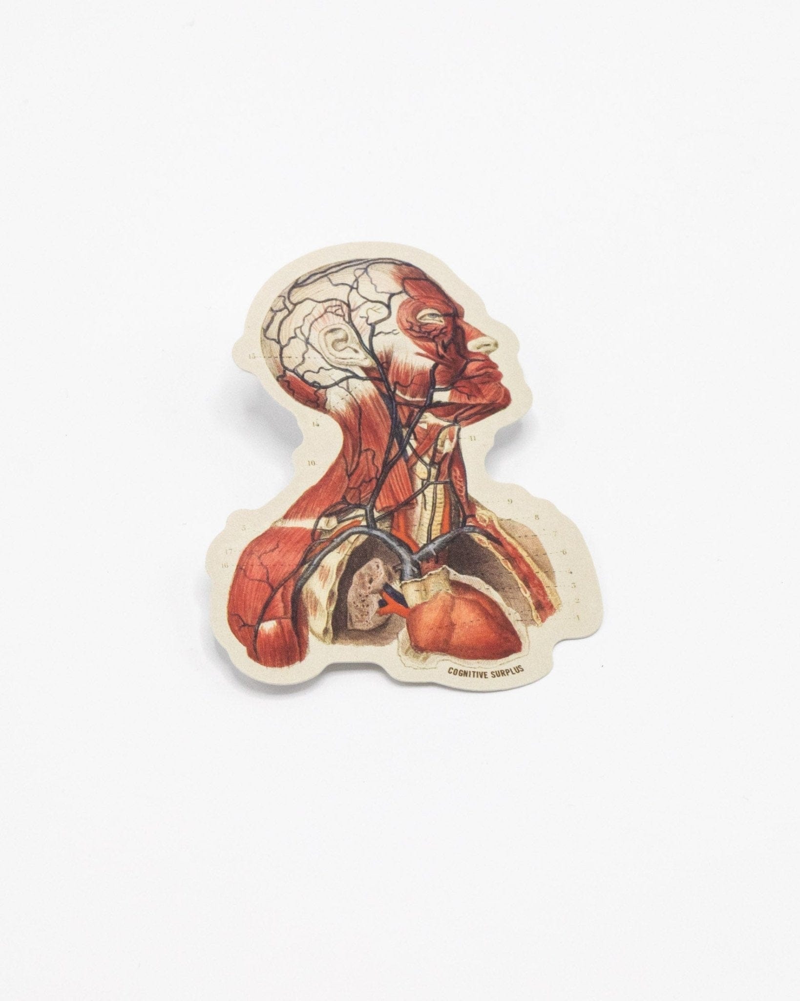 Head Anatomy Sticker – Cognitive Surplus