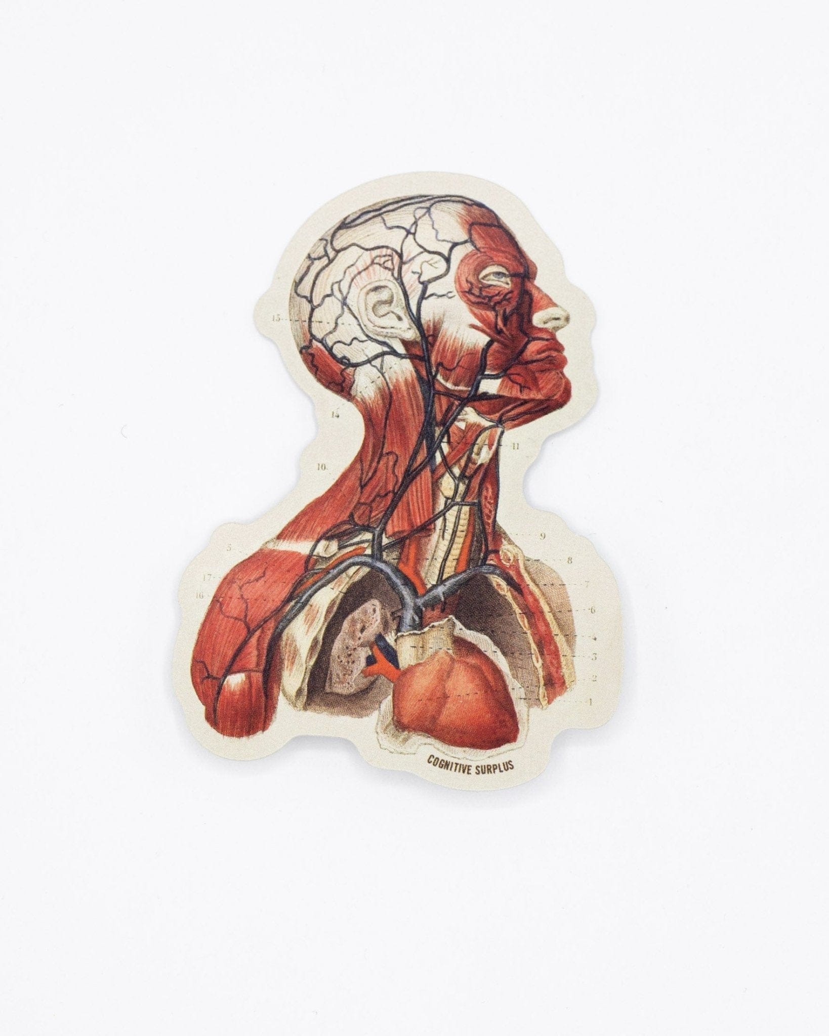 Head Anatomy Sticker Cognitive Surplus