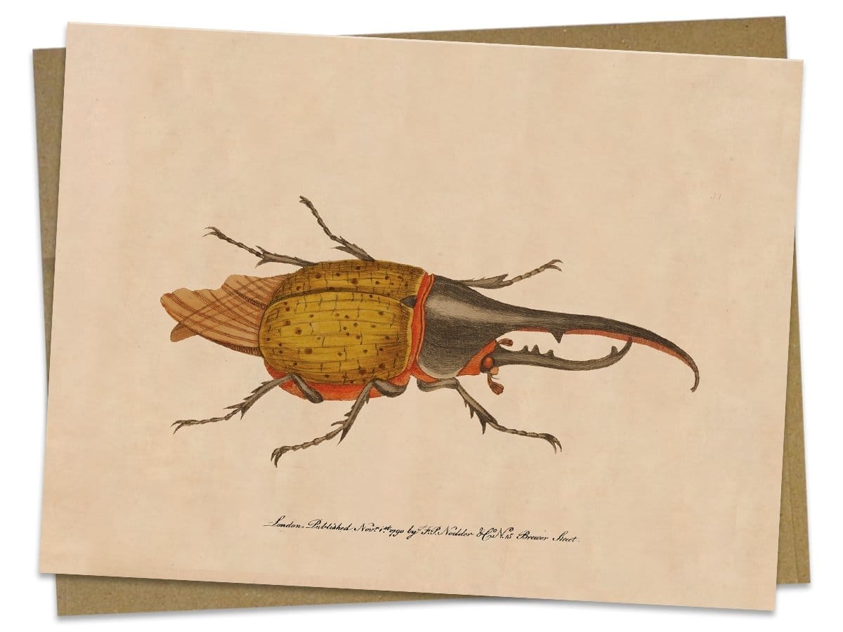 Hercules Beetle Vintage Illustration Card Cognitive Surplus