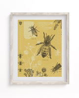 Honey Bee Scientific Illustration Museum Print