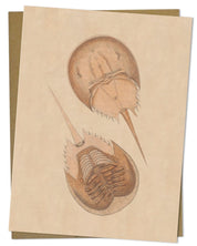 Horseshoe Crab Illustration Greeting Card Cognitive Surplus