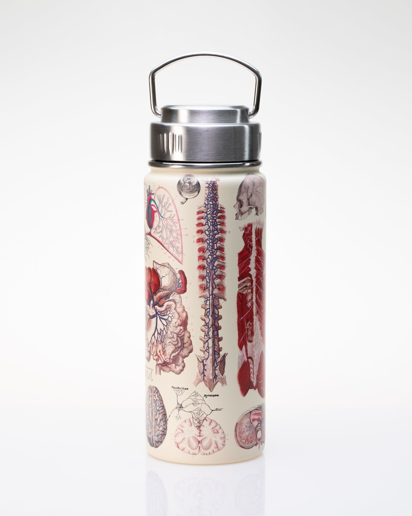 Human Anatomy Stainless Steel Vacuum Flask / Insulated Travel