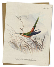 Hummingbird Specimen Card Cognitive Surplus