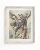 Iguana Scientific Illustration Museum Print