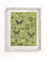 Insect Scientific Illustration Museum Print