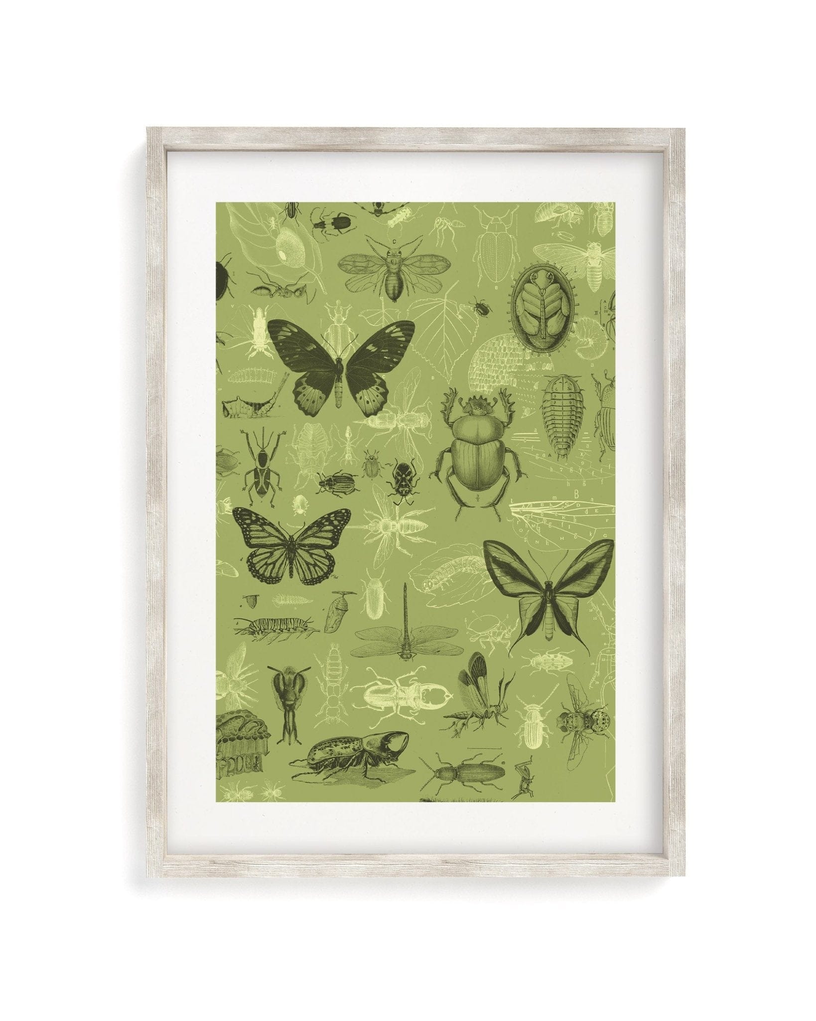 Insect Museum Print Cognitive Surplus