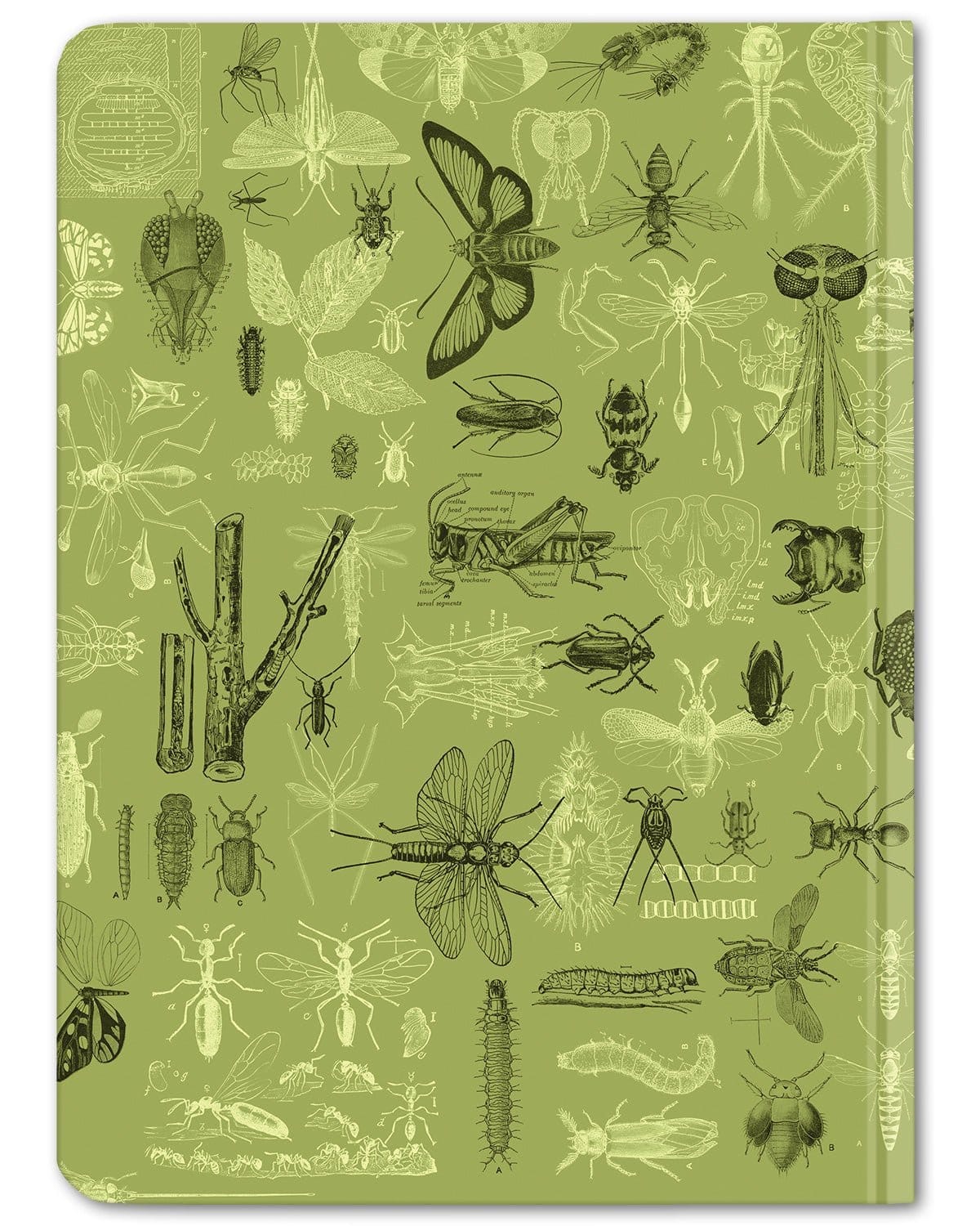 Insects Butterflies & Beetles Hardcover - Dot Grid Cognitive Surplus