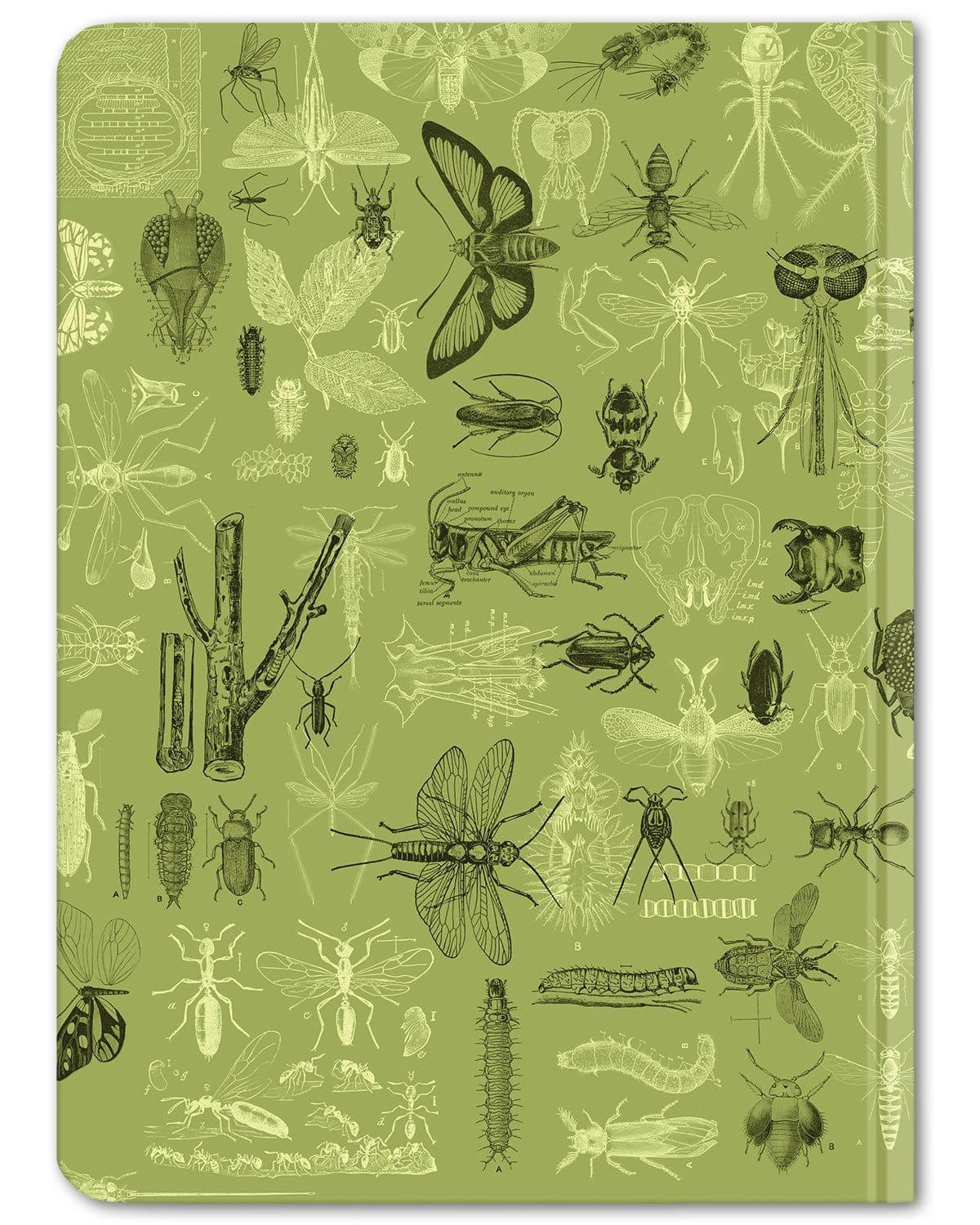 Insect Notebook Insect Hardcover Notebook | Dot Grid Graph Paper Notebook – Cognitive ...