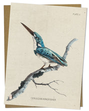 Kingfisher Bird Specimen Card Cognitive Surplus