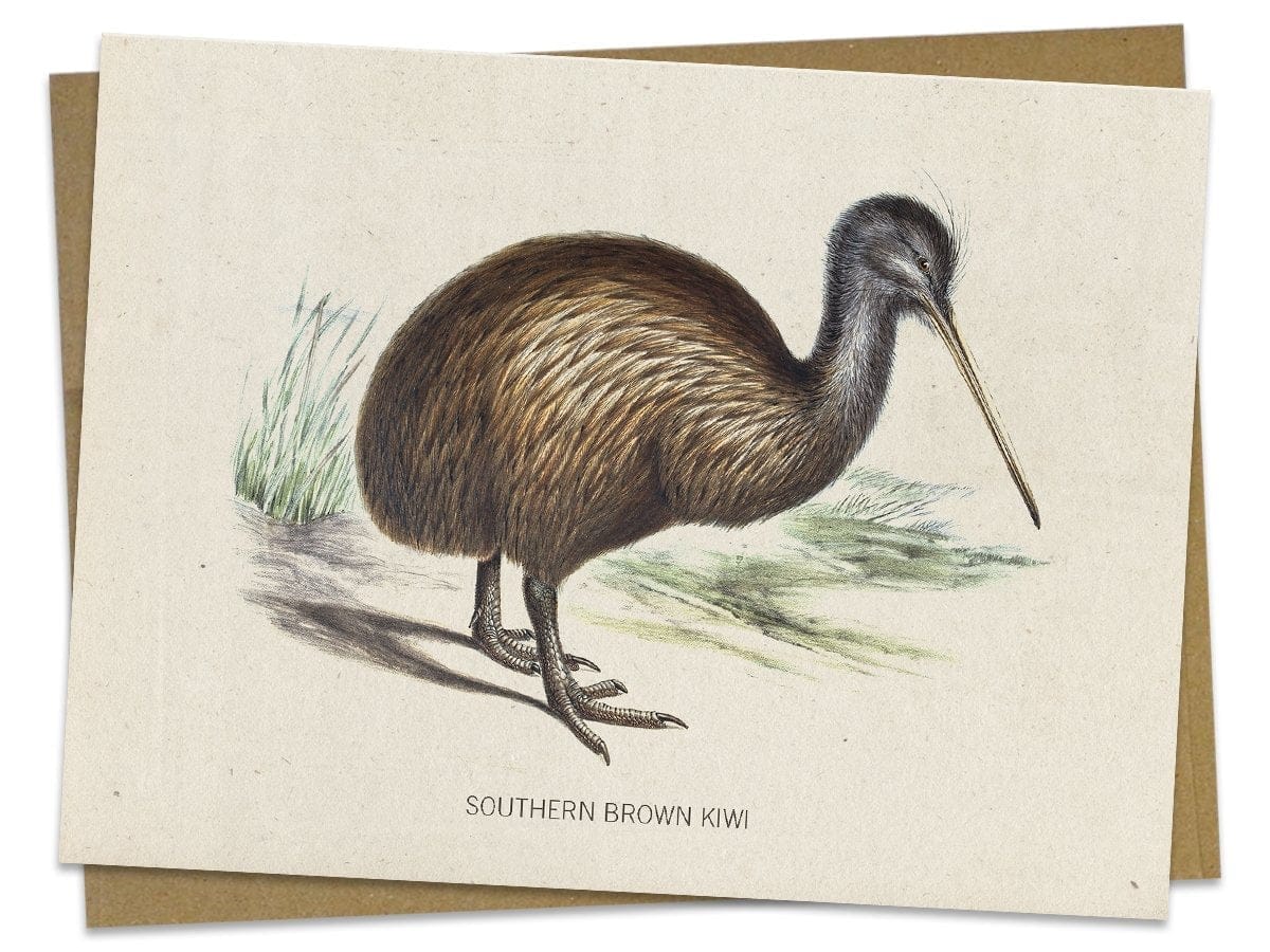 Kiwi Bird Specimen Card Cognitive Surplus