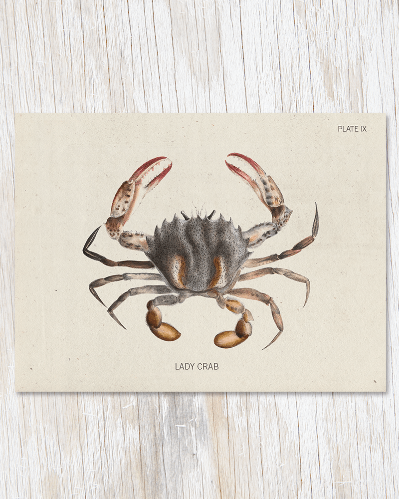 Lady Crab Specimen Card Cognitive Surplus