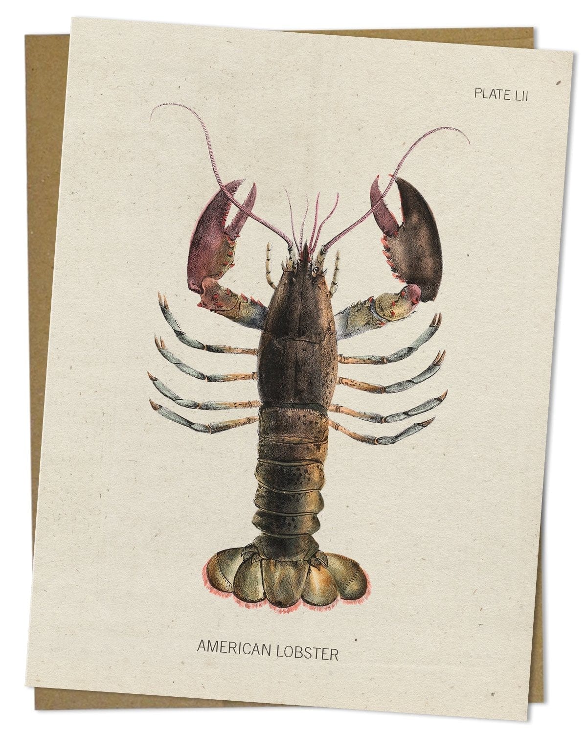 Lobster Greeting Card - Marine Biology Stationery | Cognitive Surplus Pack of 6 Lobster Greeting Card - Marine Biology Stationery | Cognitive Surplus Pack of 6