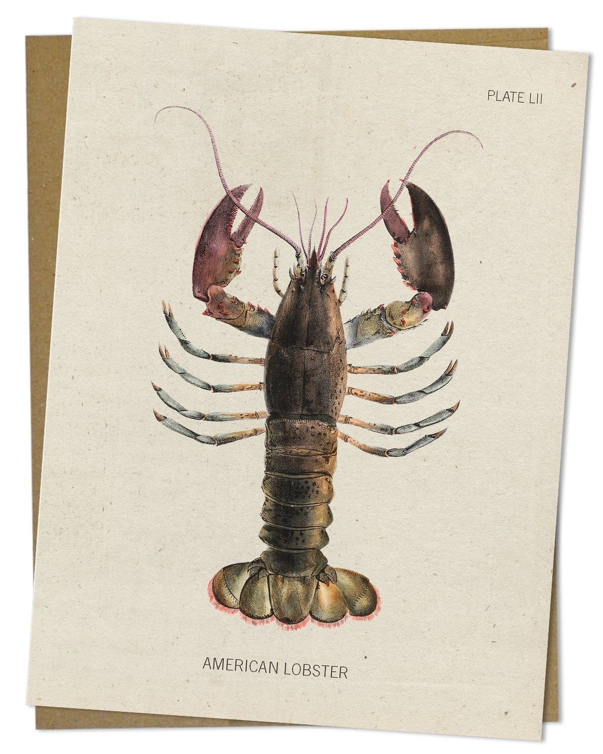 Lobster Specimen Card Cognitive Surplus