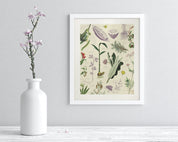 Medicinal Botany Museum Print Cognitive Surplus