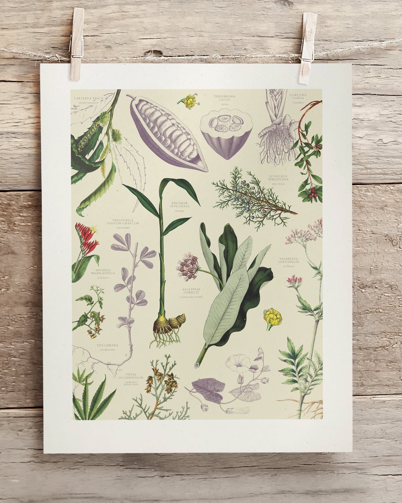 Medicinal Botany Museum Print Cognitive Surplus