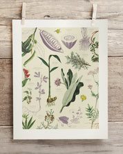 Medicinal Botany Museum Print Cognitive Surplus