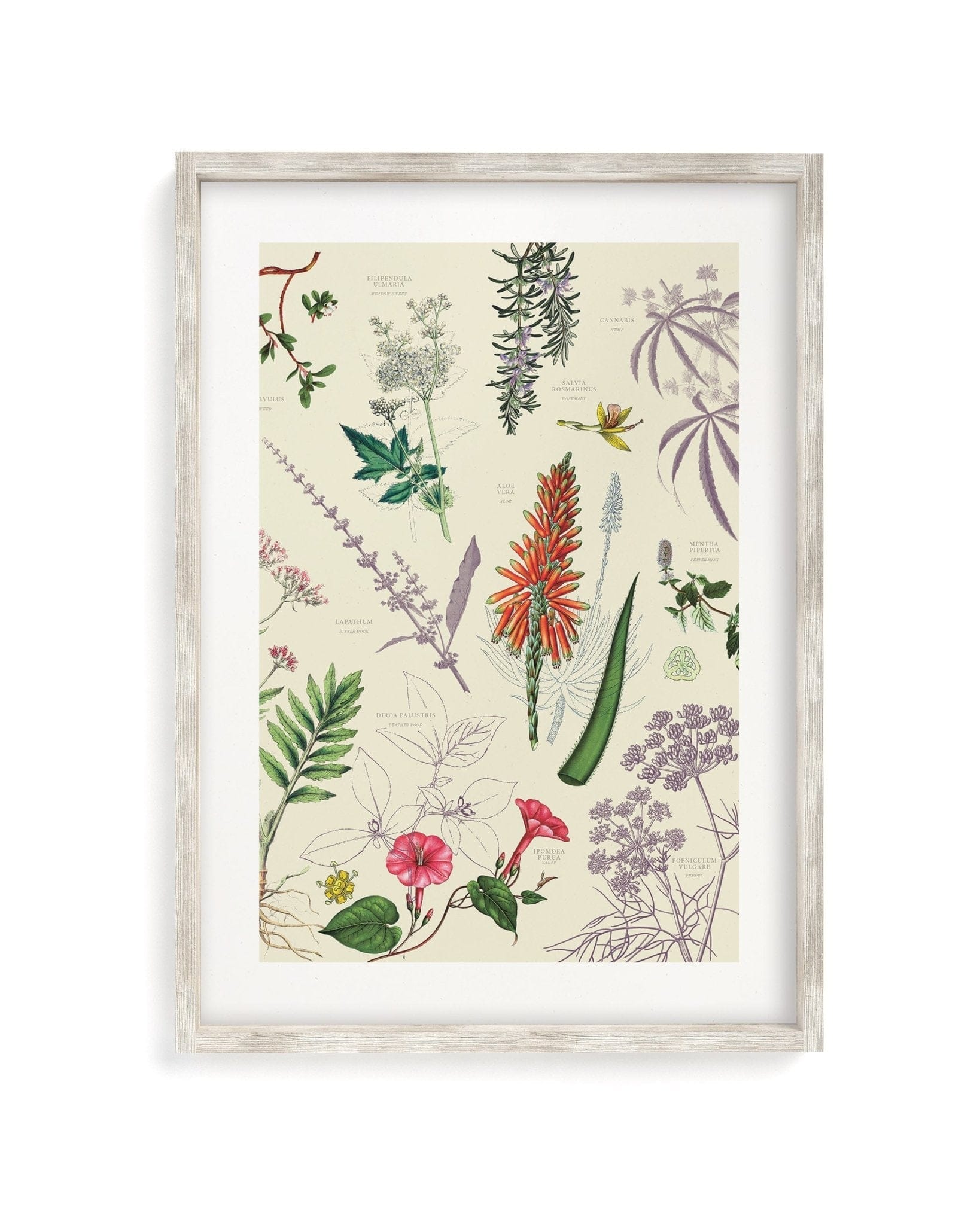 Medicinal Botany Museum Print Cognitive Surplus