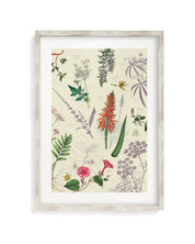 Medicinal Botany Museum Print Cognitive Surplus