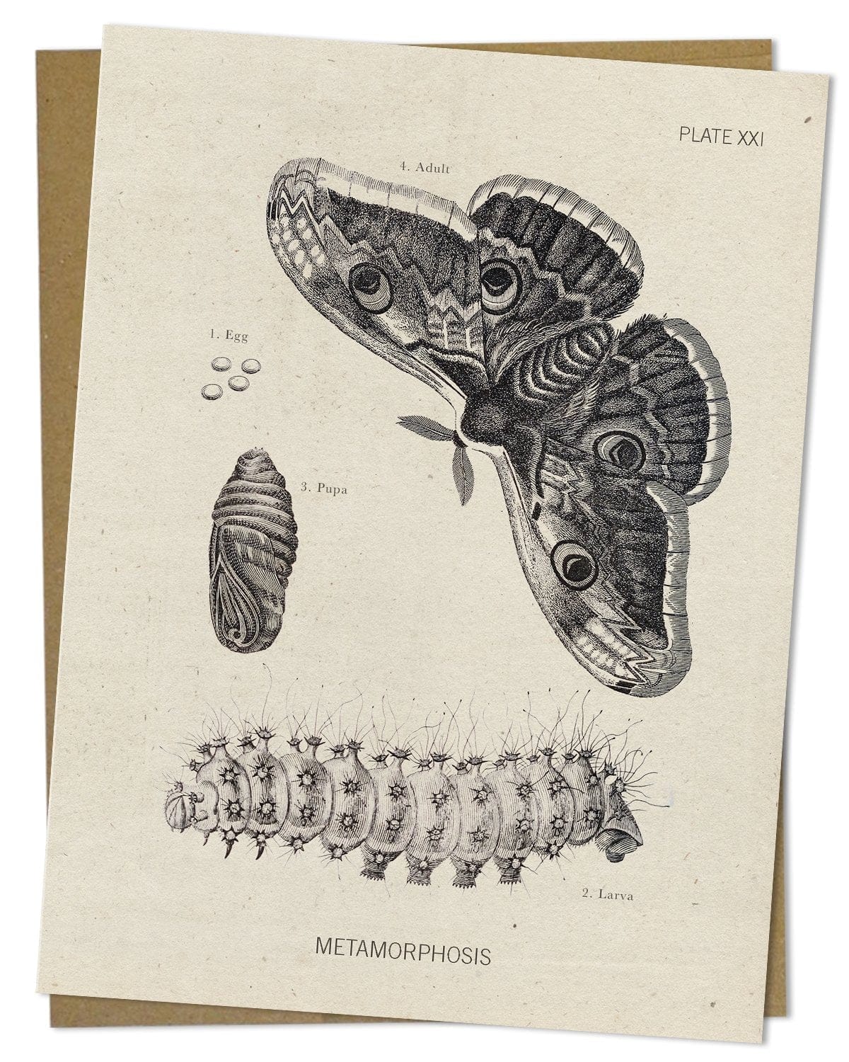 Metamorphosis Moth Specimen Card Cognitive Surplus