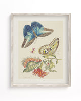 Metamorphosis in Blue by Maria Sibylla Merian Museum Print