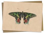 Moth Specimen D Illustration Greeting Card Cognitive Surplus