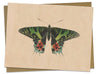 Moth Specimen D Illustration Greeting Card Cognitive Surplus