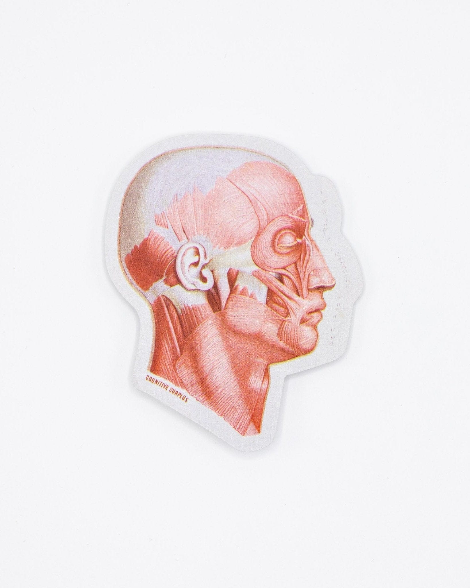 Muscles of the Face Sticker Cognitive Surplus