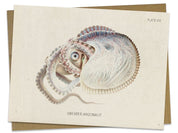 Octopus: Argonaut Specimen Greeting Card Cognitive Surplus