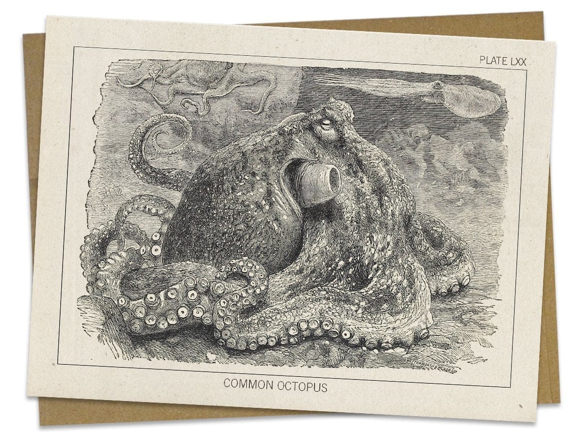 Octopus Specimen Card Cognitive Surplus
